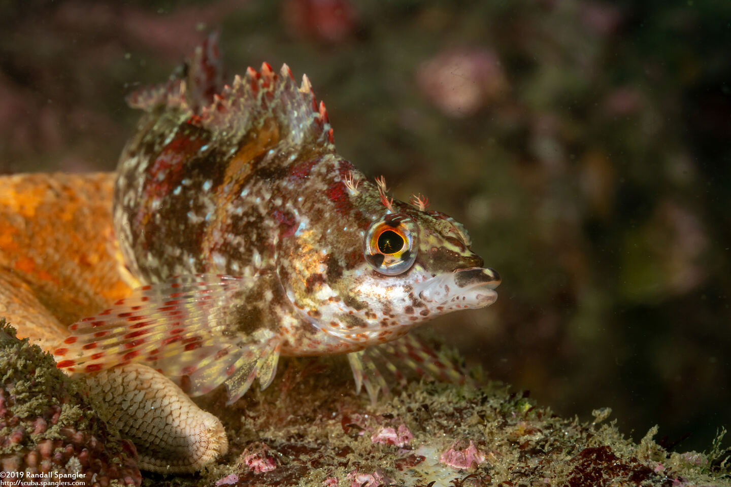 Oxylebius pictus (Painted Greenling)