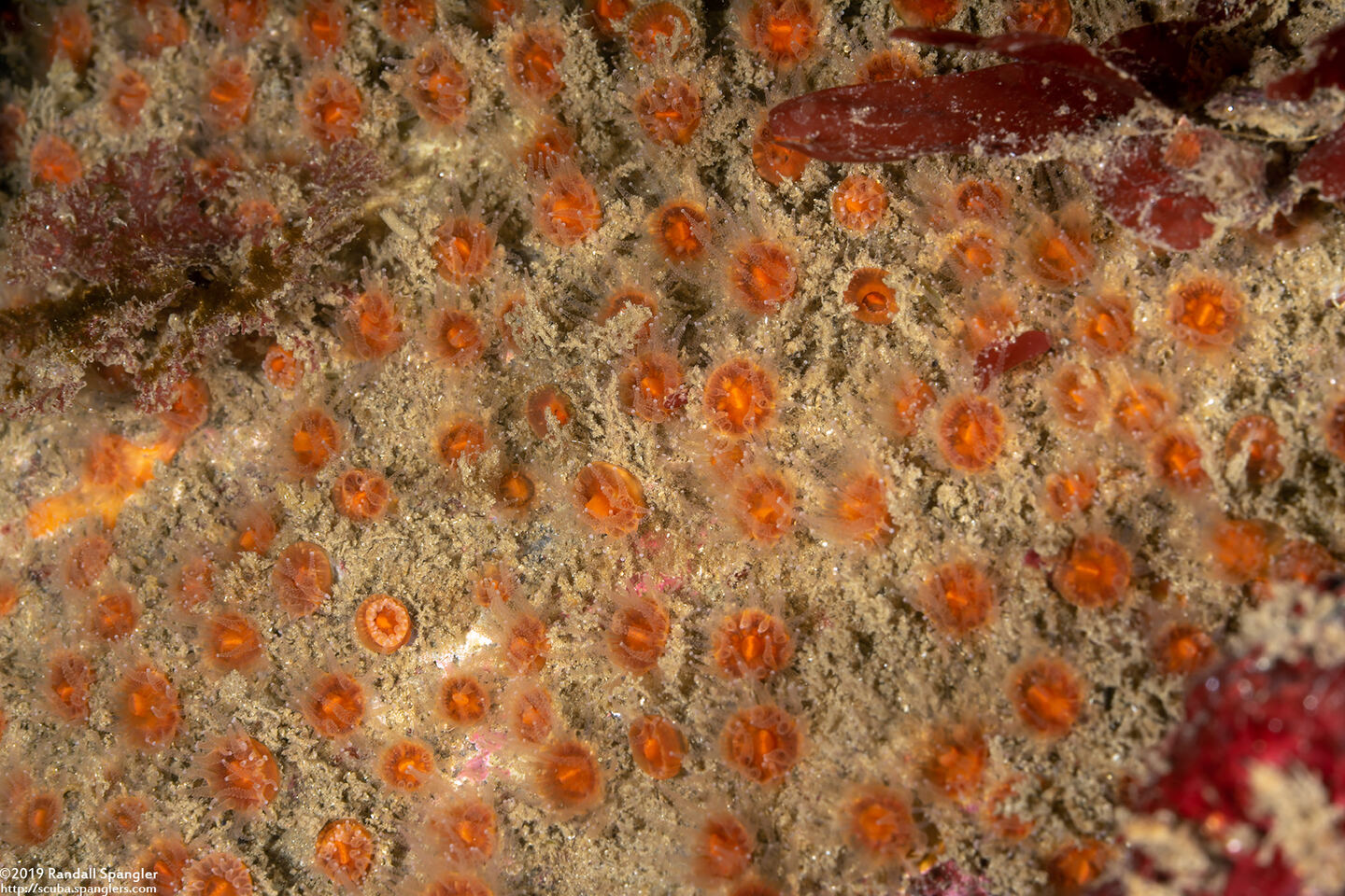 Astrangia haimei (Astrangia Haimei)