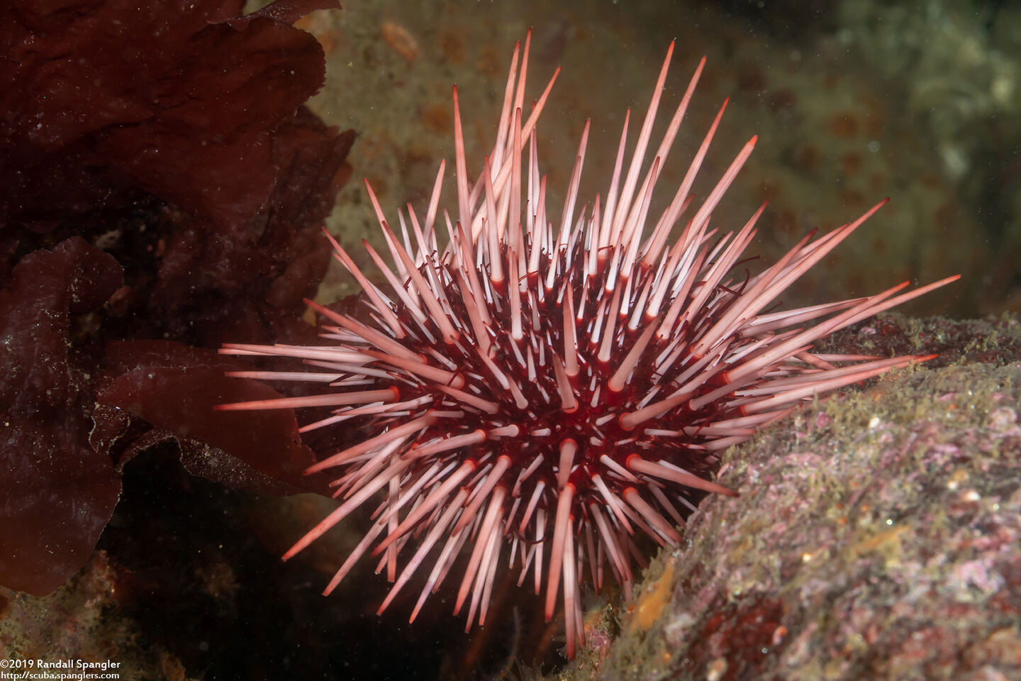 Mesocentrotus franciscanus (Red Sea Urchin)