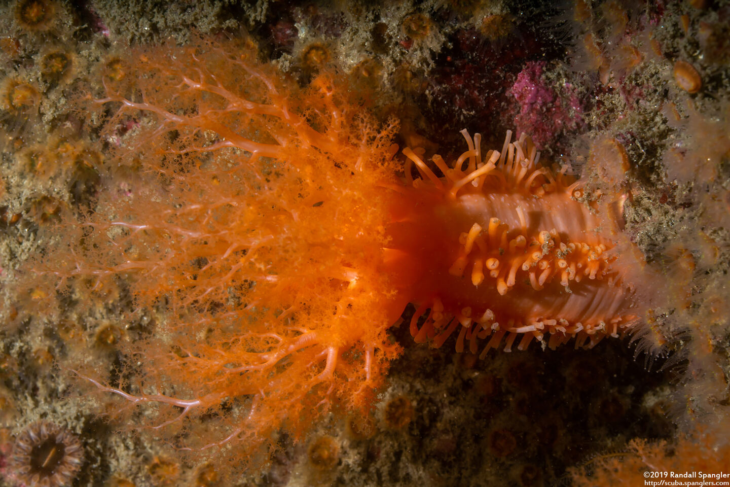 Cucumaria miniata (Orange Sea Cucumber)