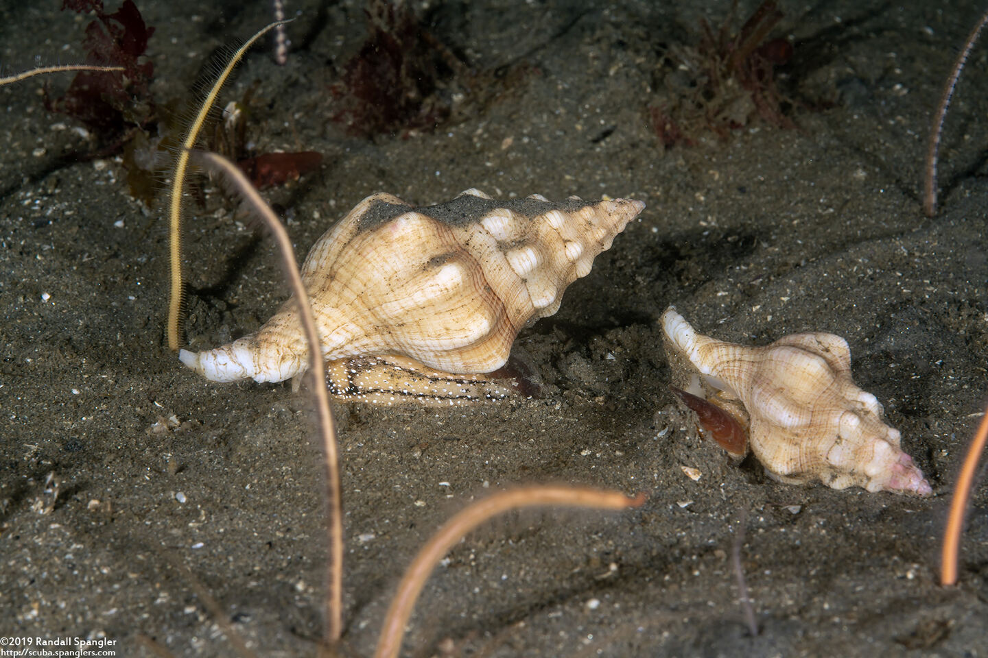 Kelletia kelletii (Kellet's Whelk)