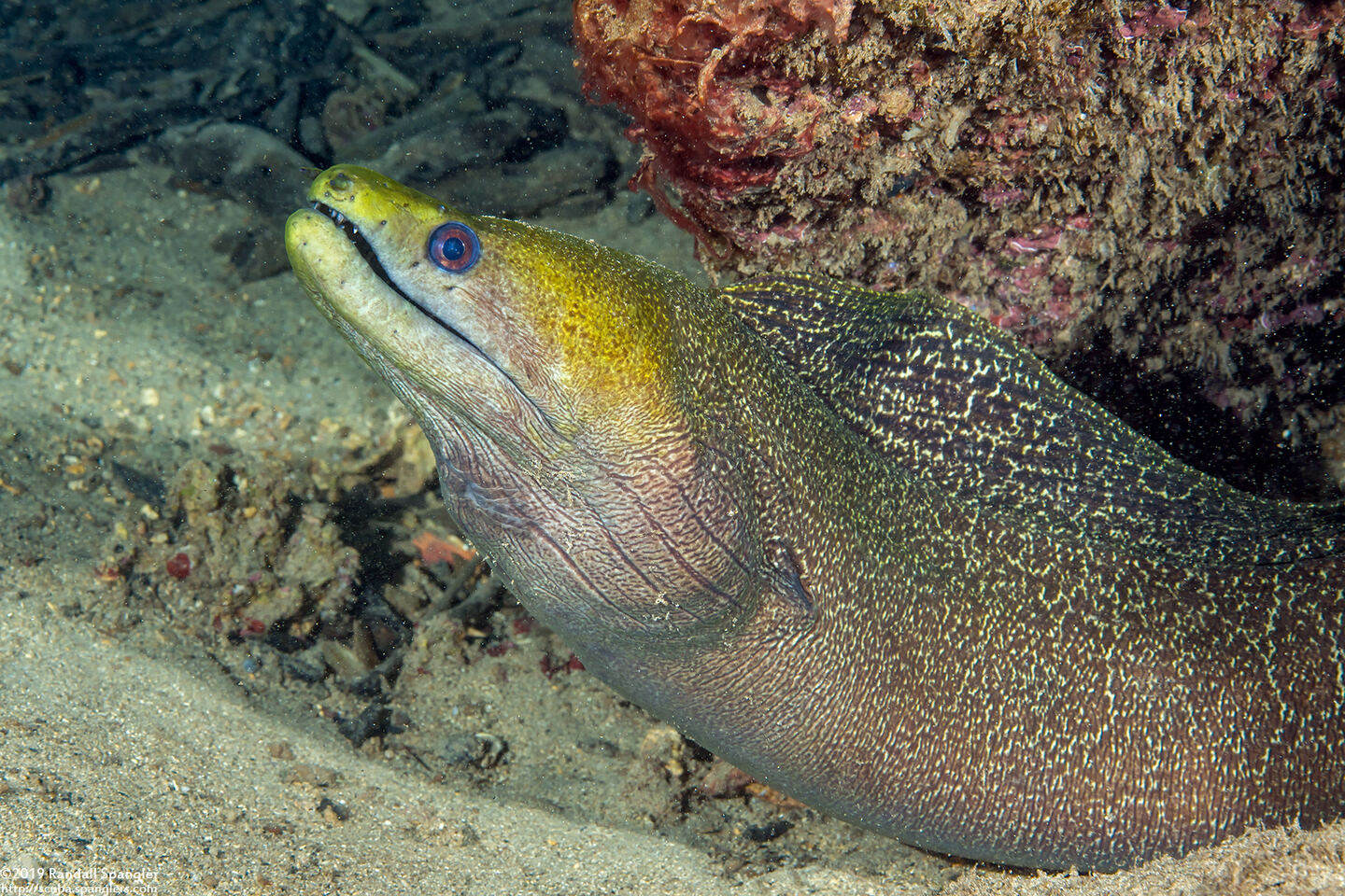 Gymnothorax undulatus (Undulated Moray)