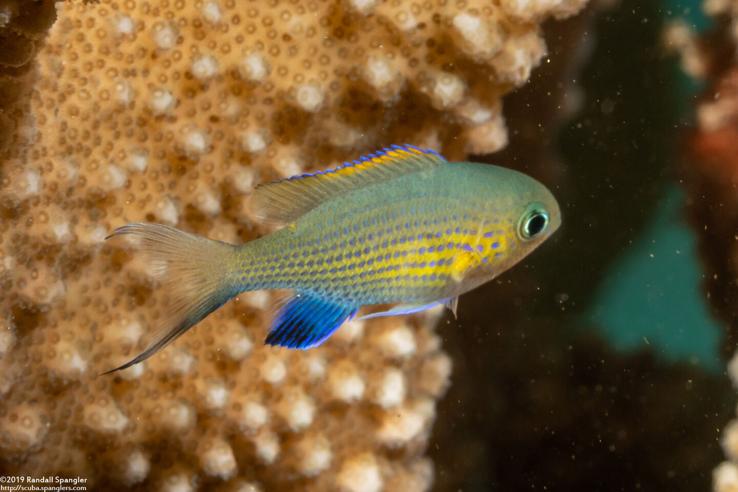Chromis vanderbilti (Blackfin Chromis)