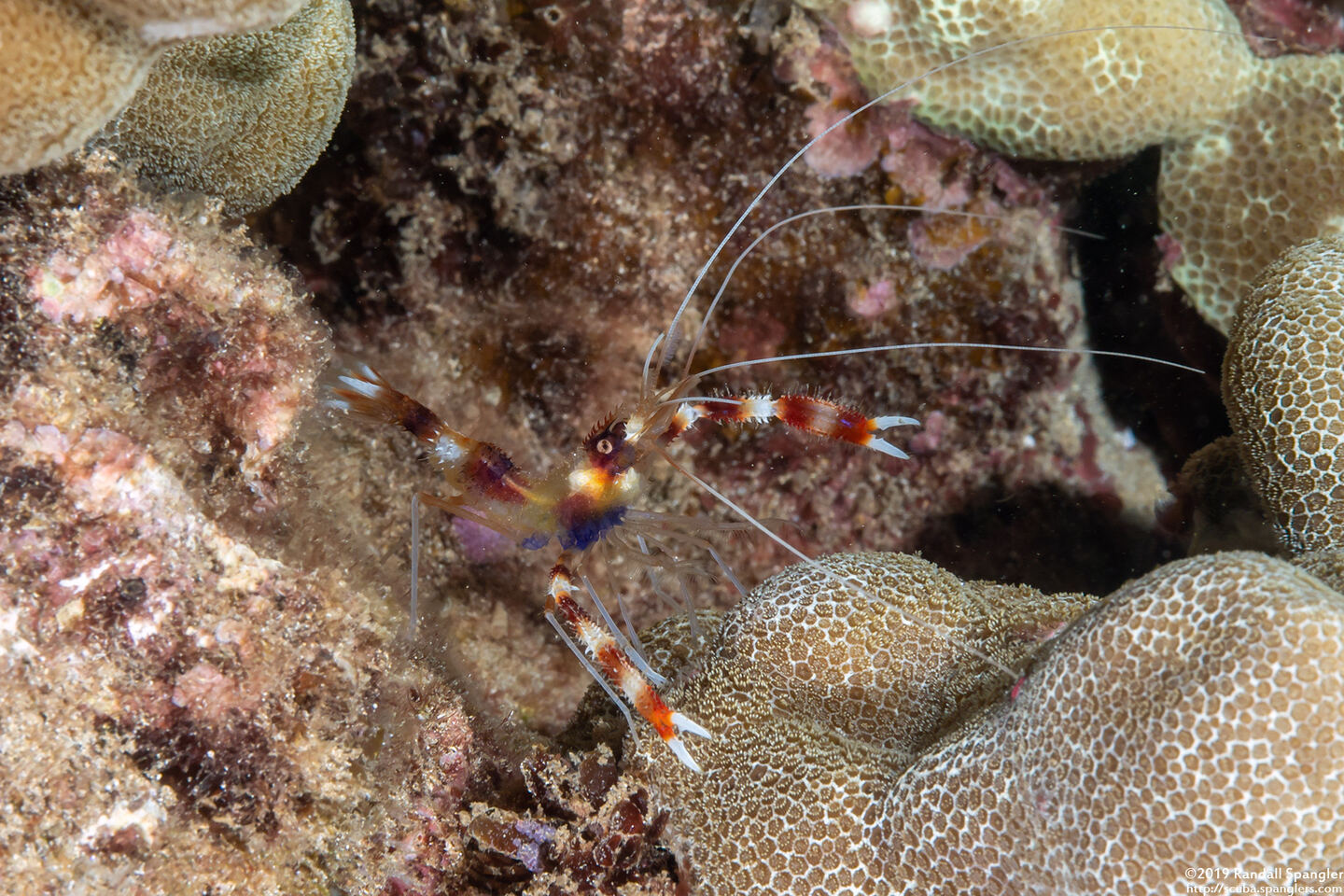 Stenopus hispidus (Banded Coral Shrimp)