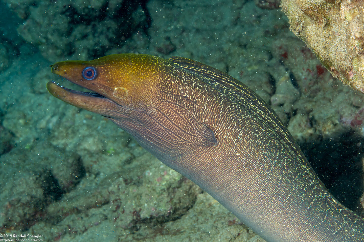 Gymnothorax undulatus (Undulated Moray)