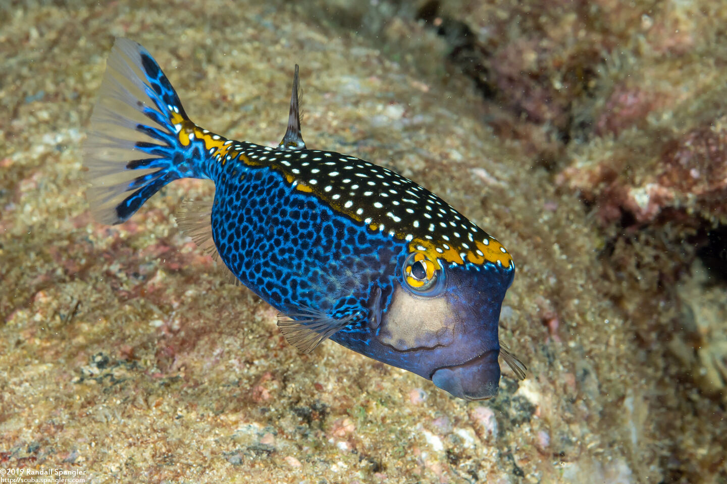 Ostracion meleagris (Spotted Boxfish)