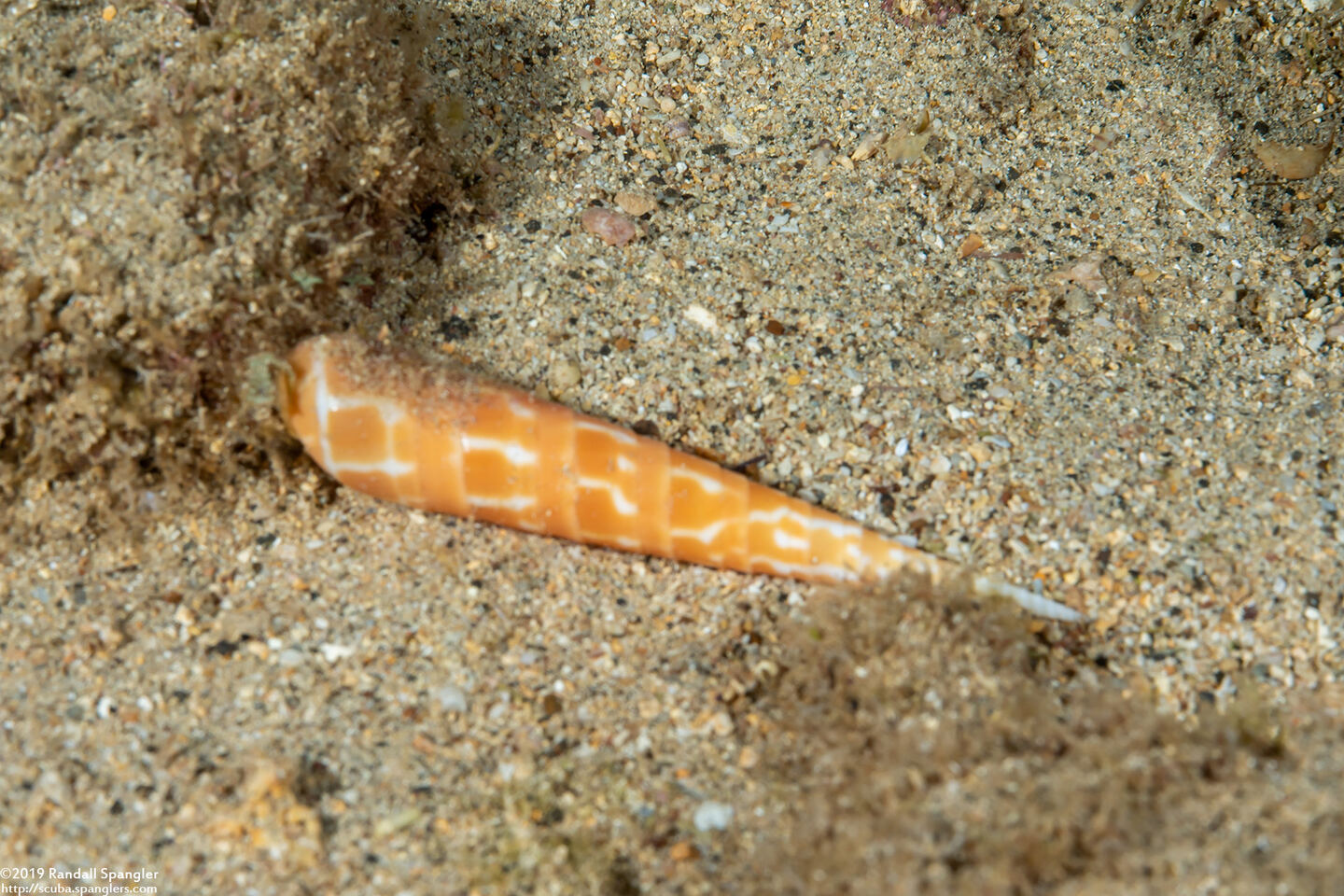 Oxymeris dimidiata (Orange Auger)