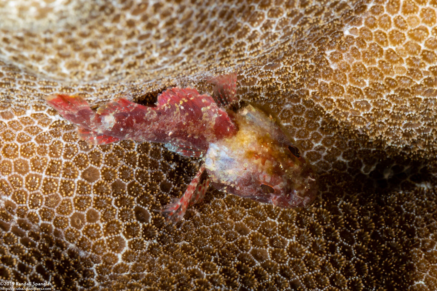 Scorpaenopsis cacopsis (Titan Scorpionfish)