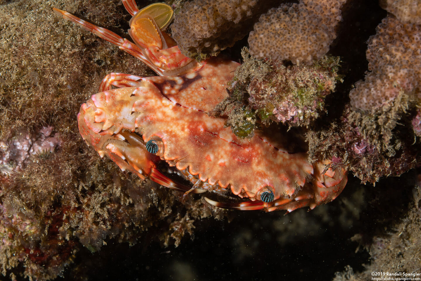 Charybdis hawaiensis (Hawaiian Swimming Crab)