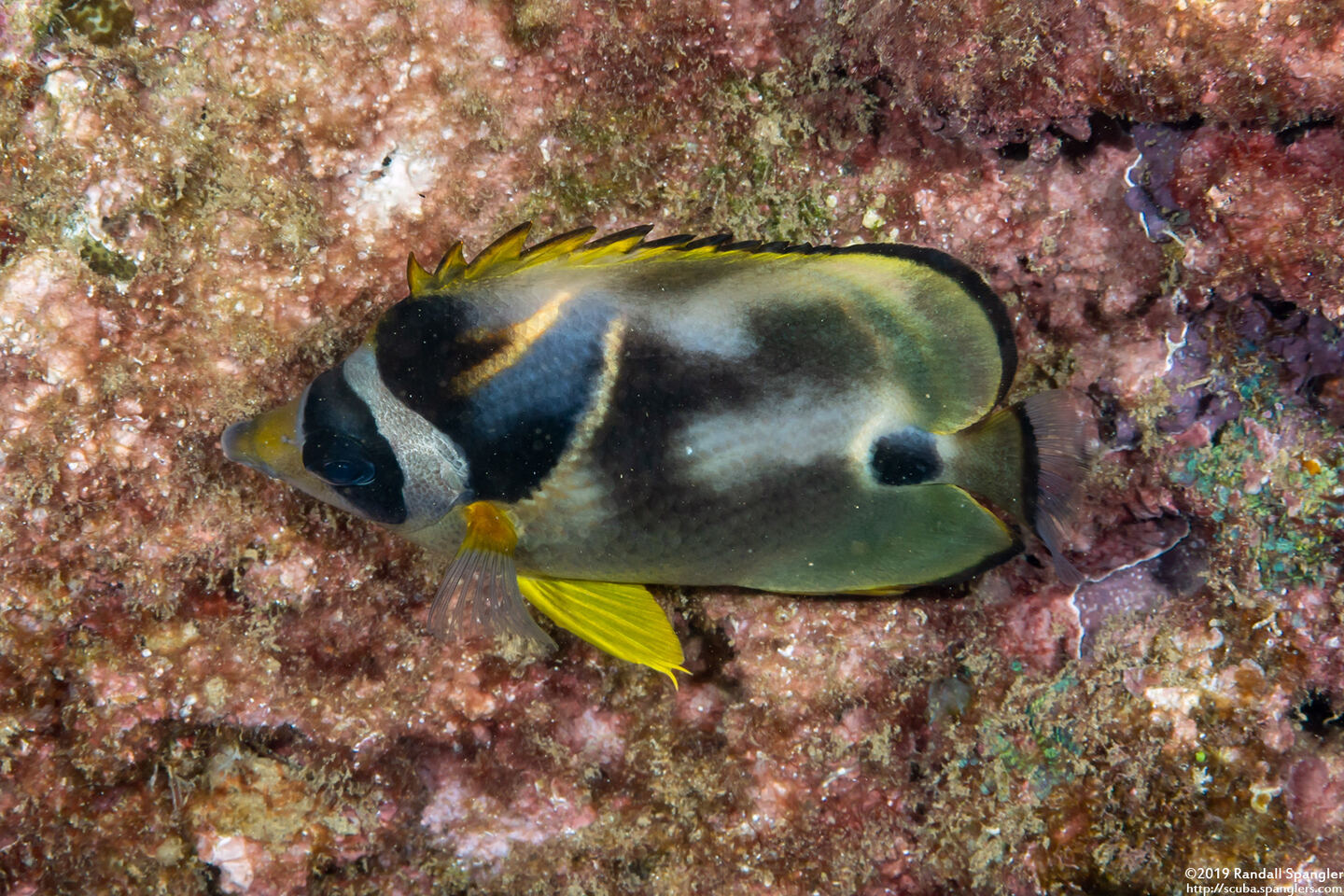 Chaetodon lunula (Raccoon Butterflyfish)