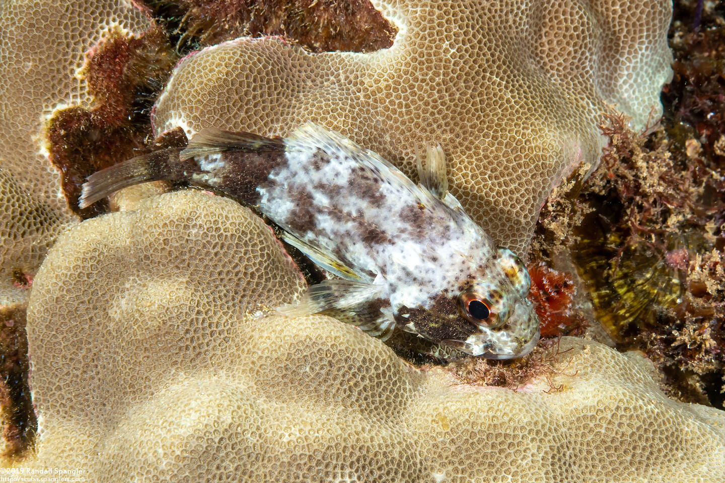 Sebastapistes coniorta (Speckled Scorpionfish)
