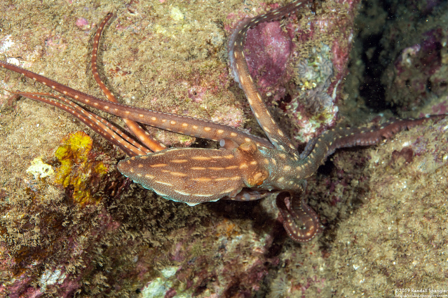 Callistoctopus ornatus (Ornate Octopus)