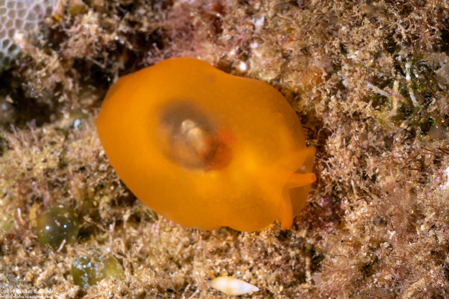 Berthellina delicata (Orange Gumdrop)