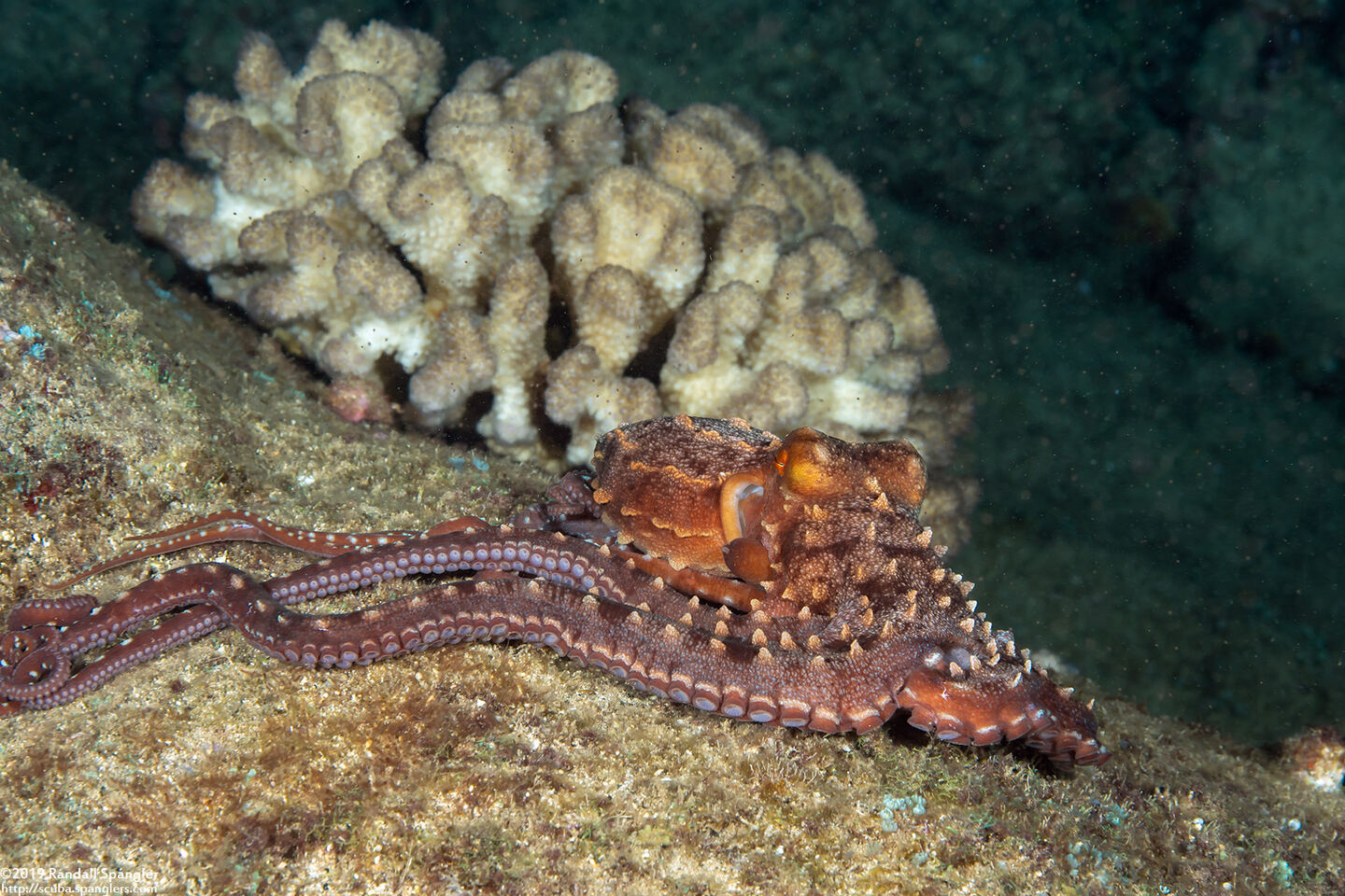 Callistoctopus ornatus (Ornate Octopus)