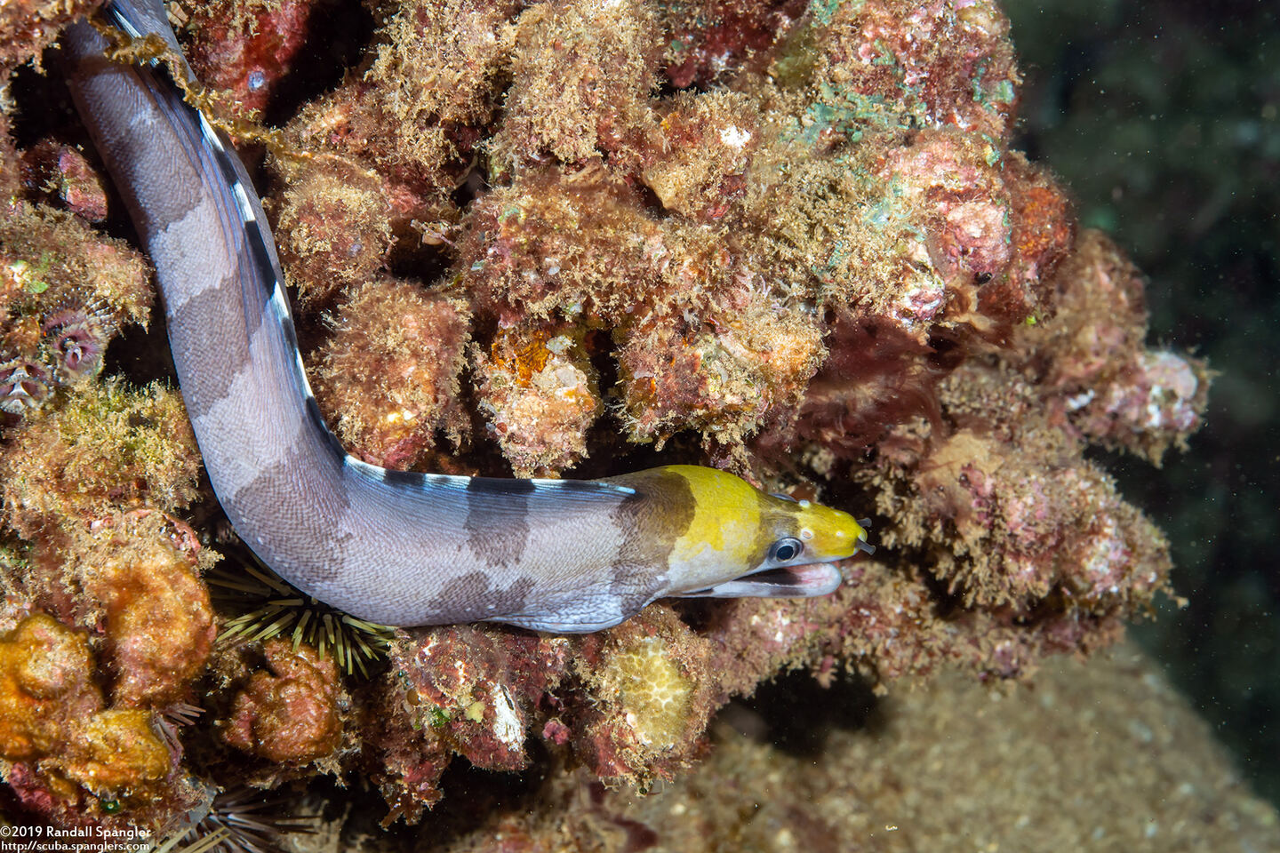 Gymnothorax rueppelliae (Yellowhead Moray)
