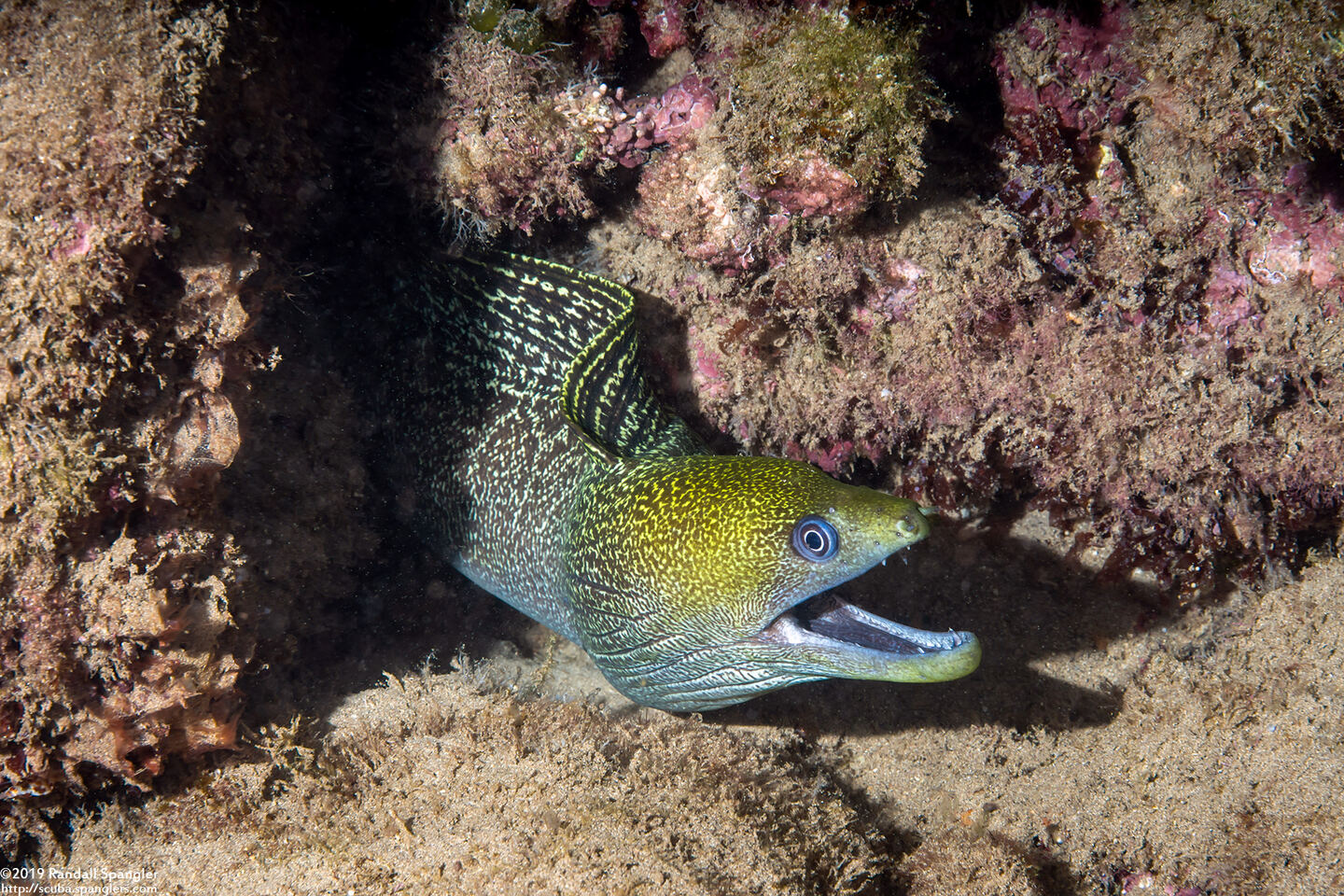 Gymnothorax undulatus (Undulated Moray)