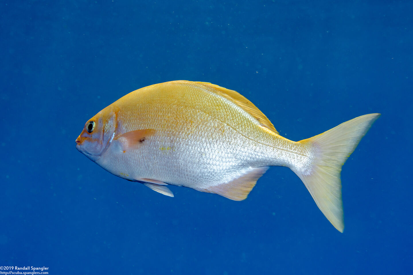 Kyphosus sandwicensis (Gray Chub); Uncommon yellow phase