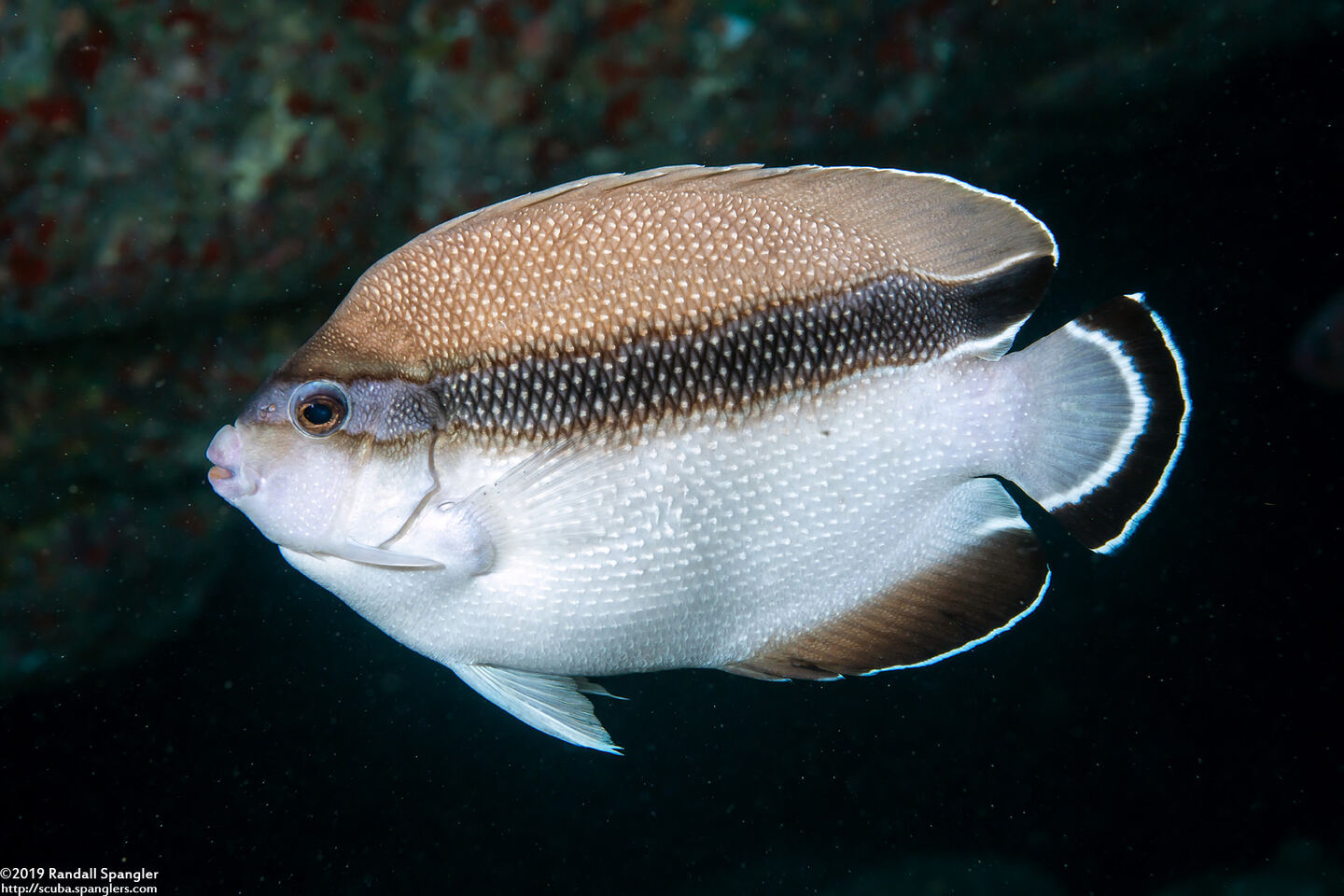 Apolemichthys arcuatus (Bandit Angelfish)