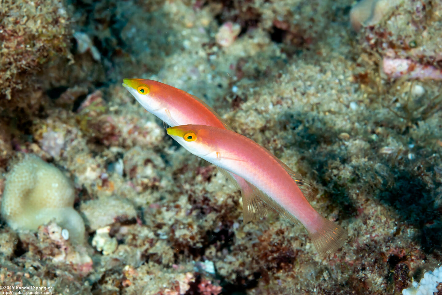 Pseudojuloides cerasinus (Pencil Wrasse)