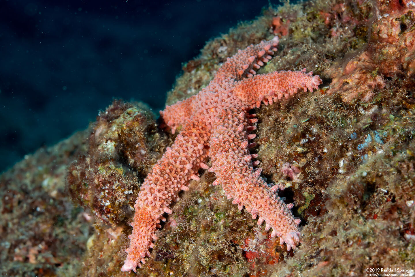 Mithrodia fisheri (Fisher's Star)