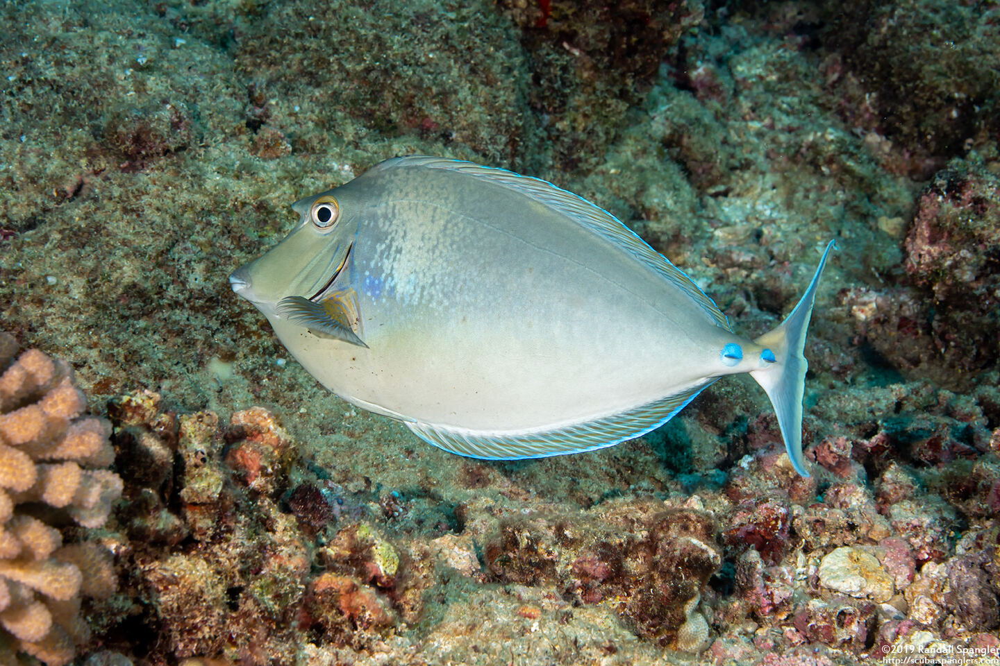 Naso unicornis (Bluespine Unicornfish)