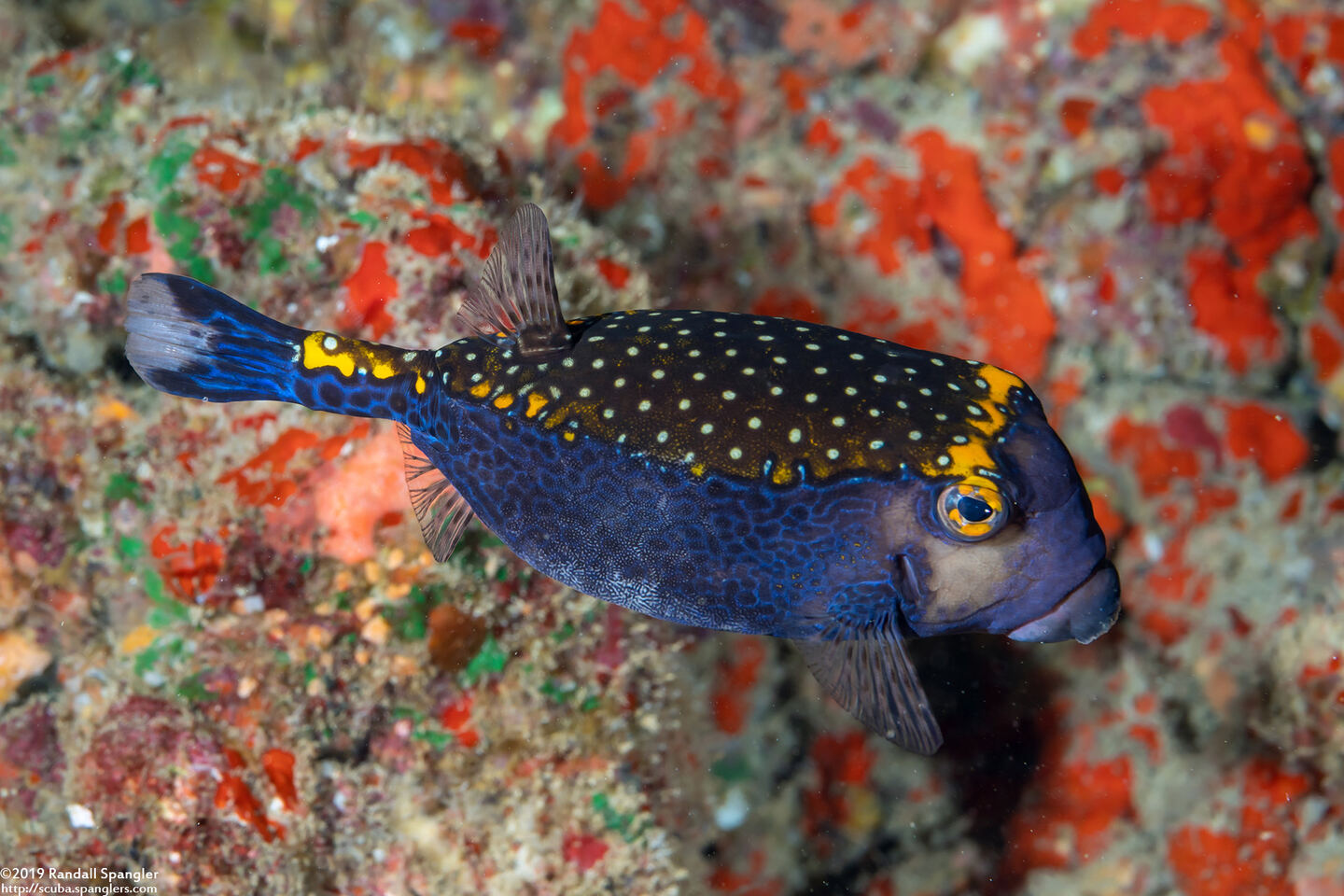 Ostracion meleagris (Spotted Boxfish)