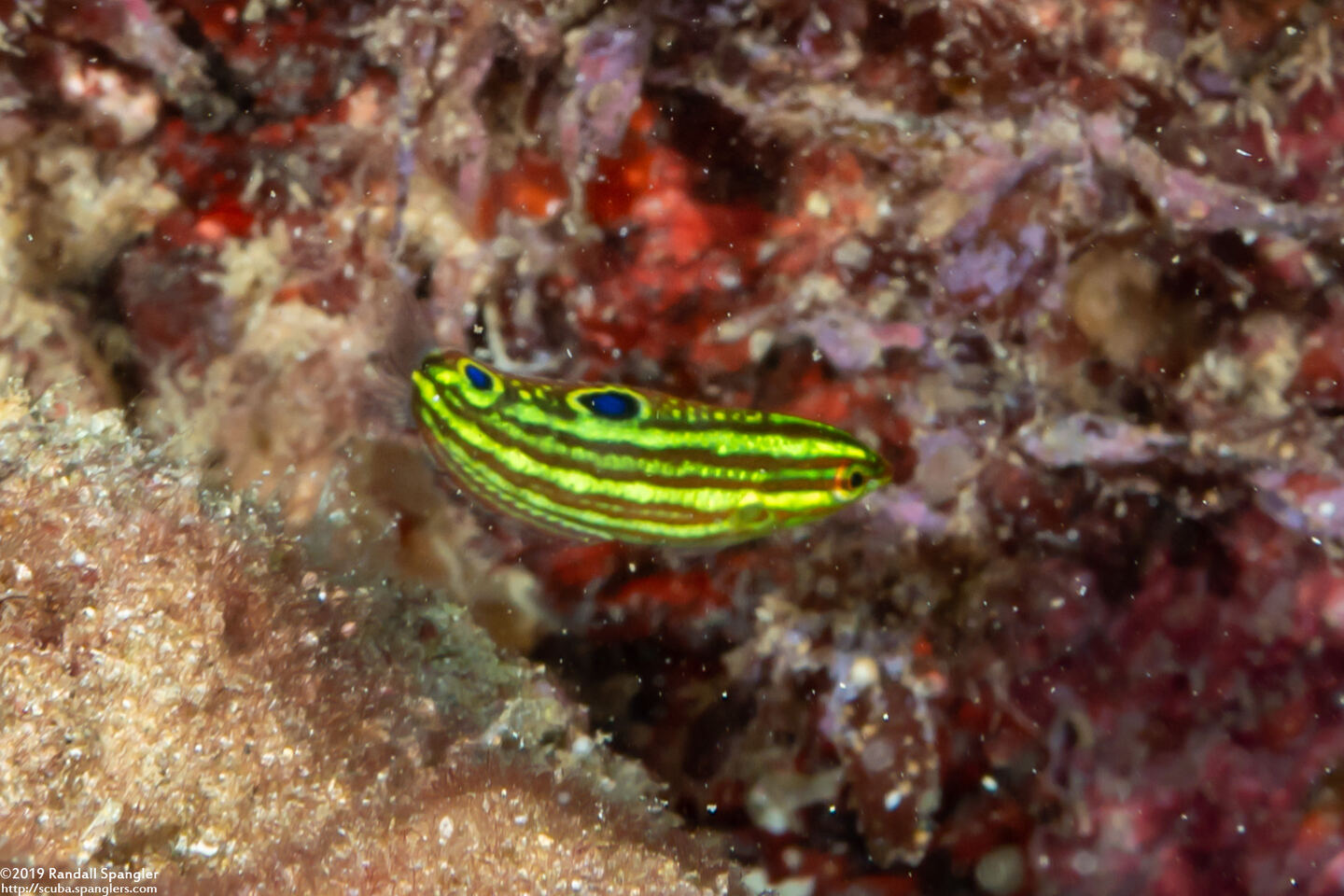 Halichoeres ornatissimus (Ornate Wrasse)