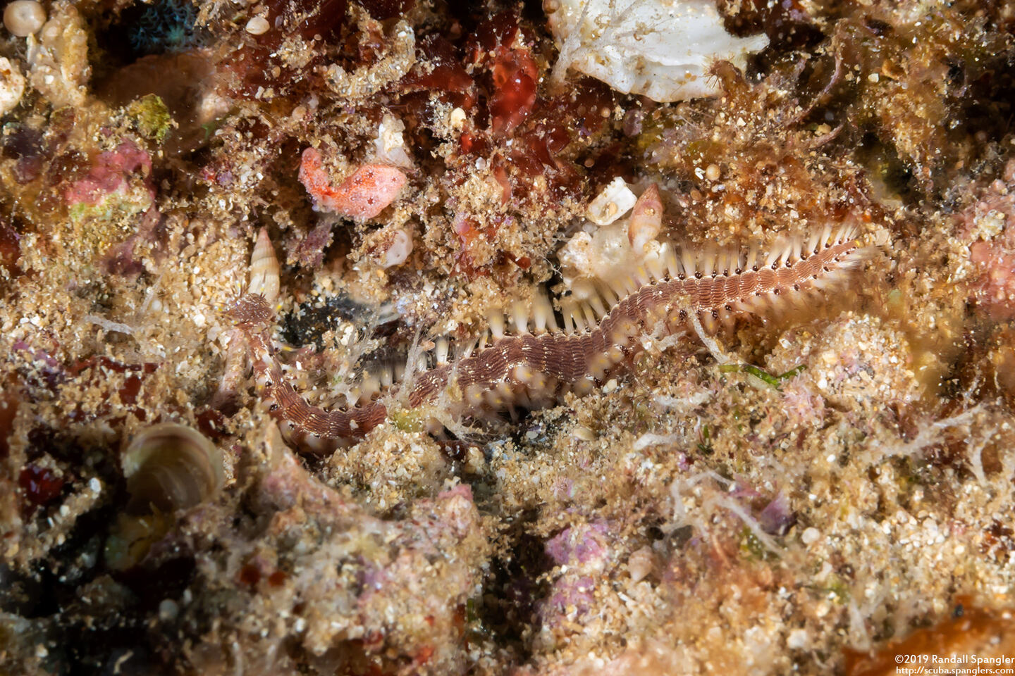 Pherecardia striata (Lined Fireworm)