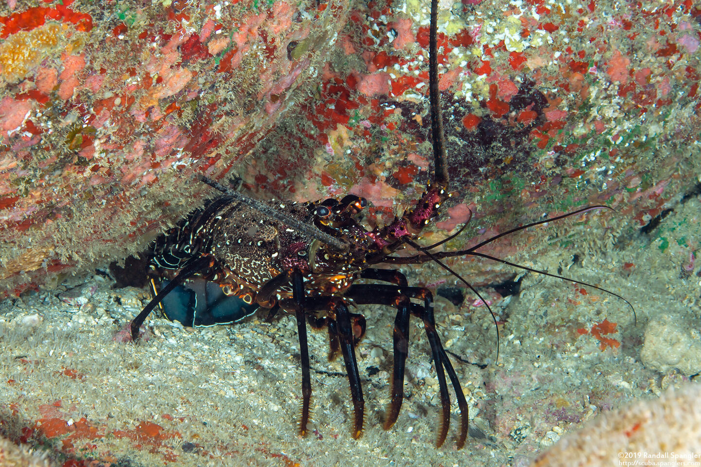 Panulirus marginatus (Banded Spiny Lobster)