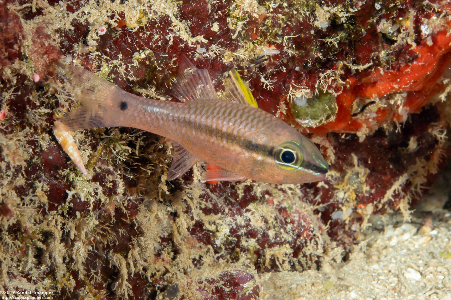 Pristiapogon kallopterus (Iridescent Cardinalfish)