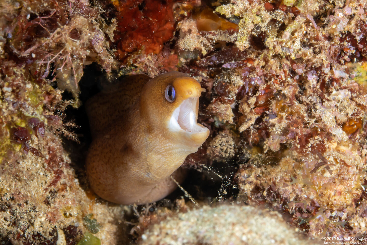 Gymnothorax melatremus (Dwarf Moray)