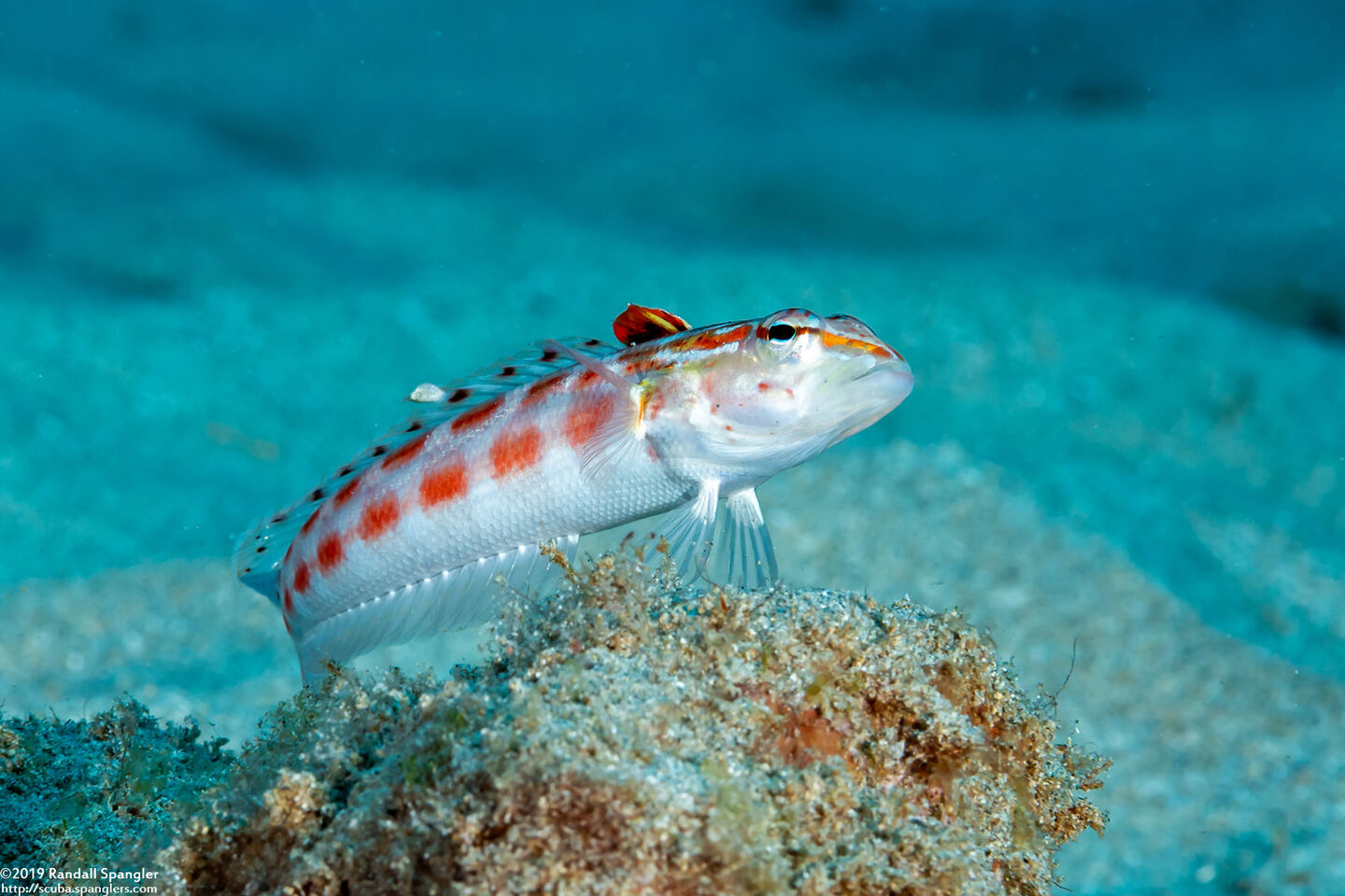 Parapercis schauinslandii (Redspotted Sandperch)
