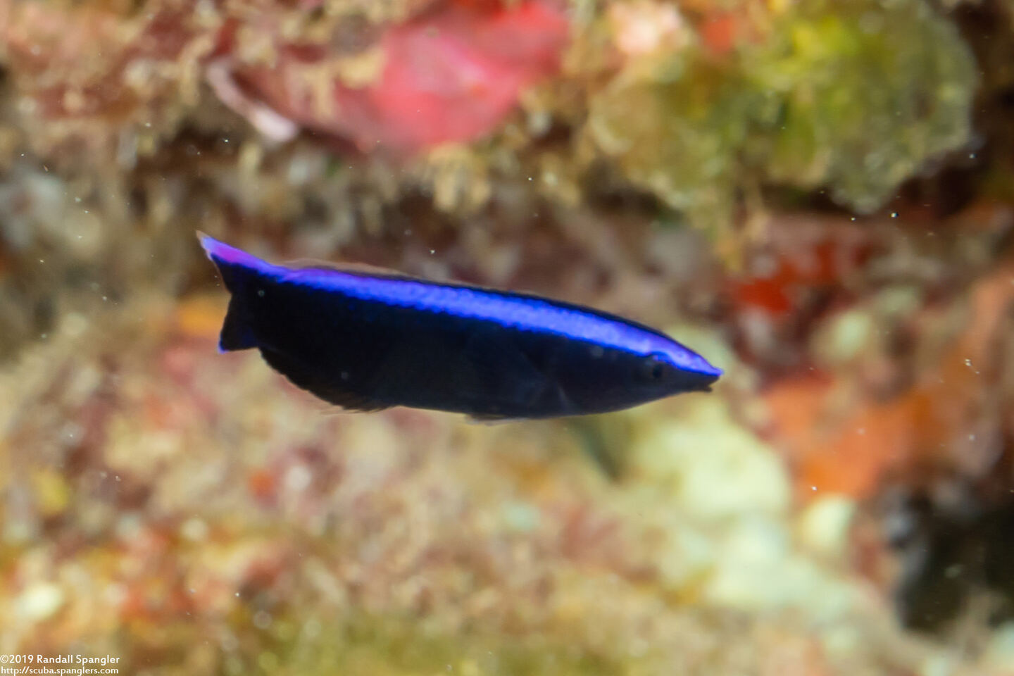 Labroides phthirophagus (Hawaiian Cleaner Wrasse)