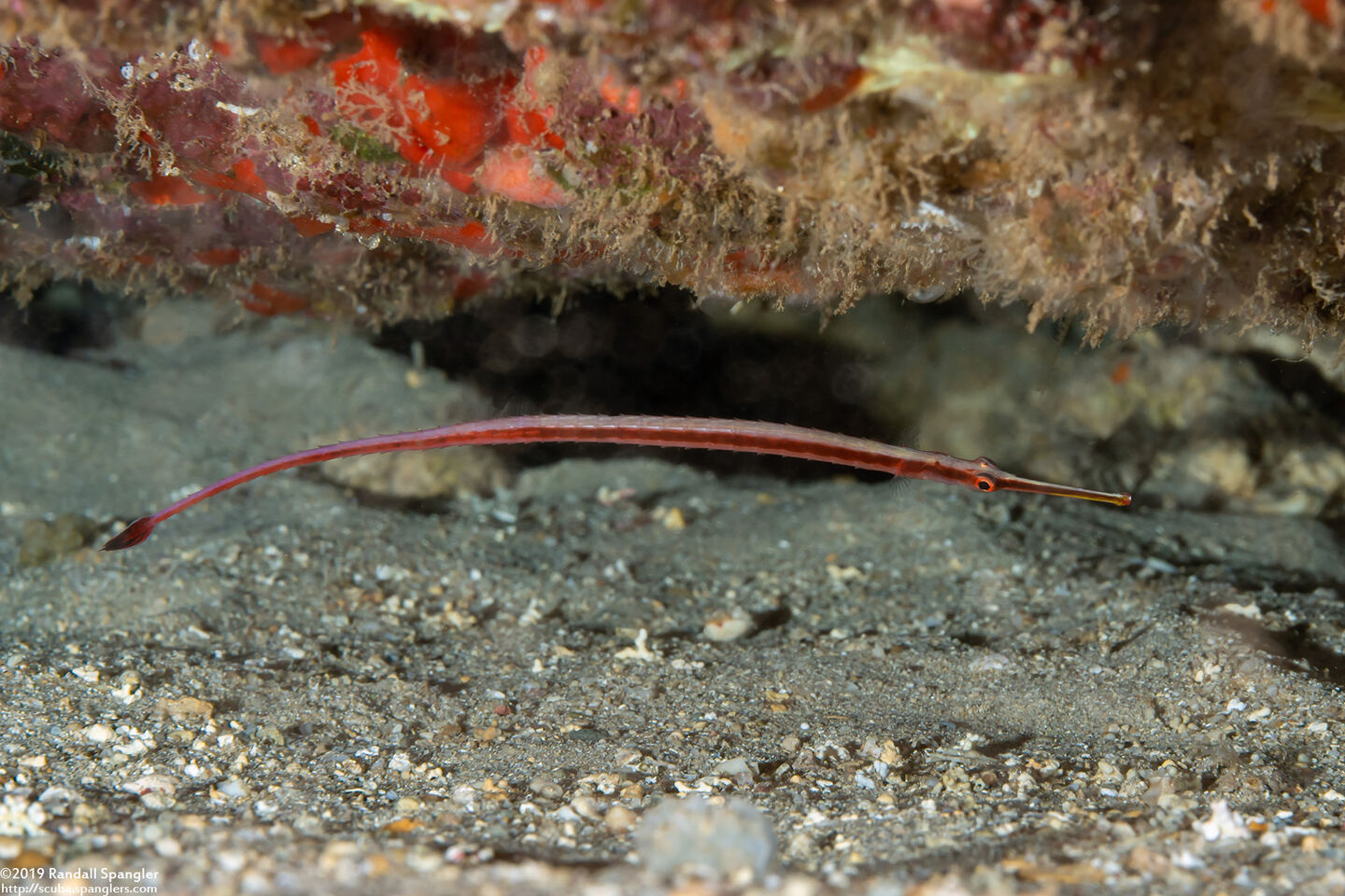 Dunckerocampus baldwini (Redstripe Pipefish)