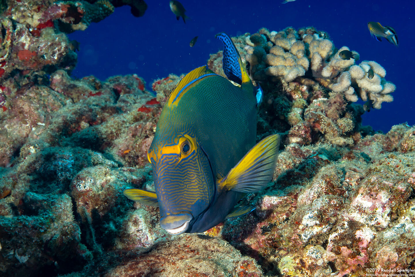 Acanthurus dussumieri (Eyestripe Surgeonfish)