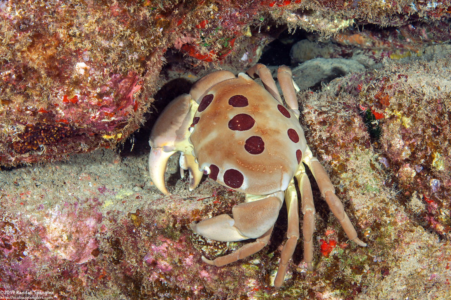 Carpilius maculatus (Seven-Eleven Crab)