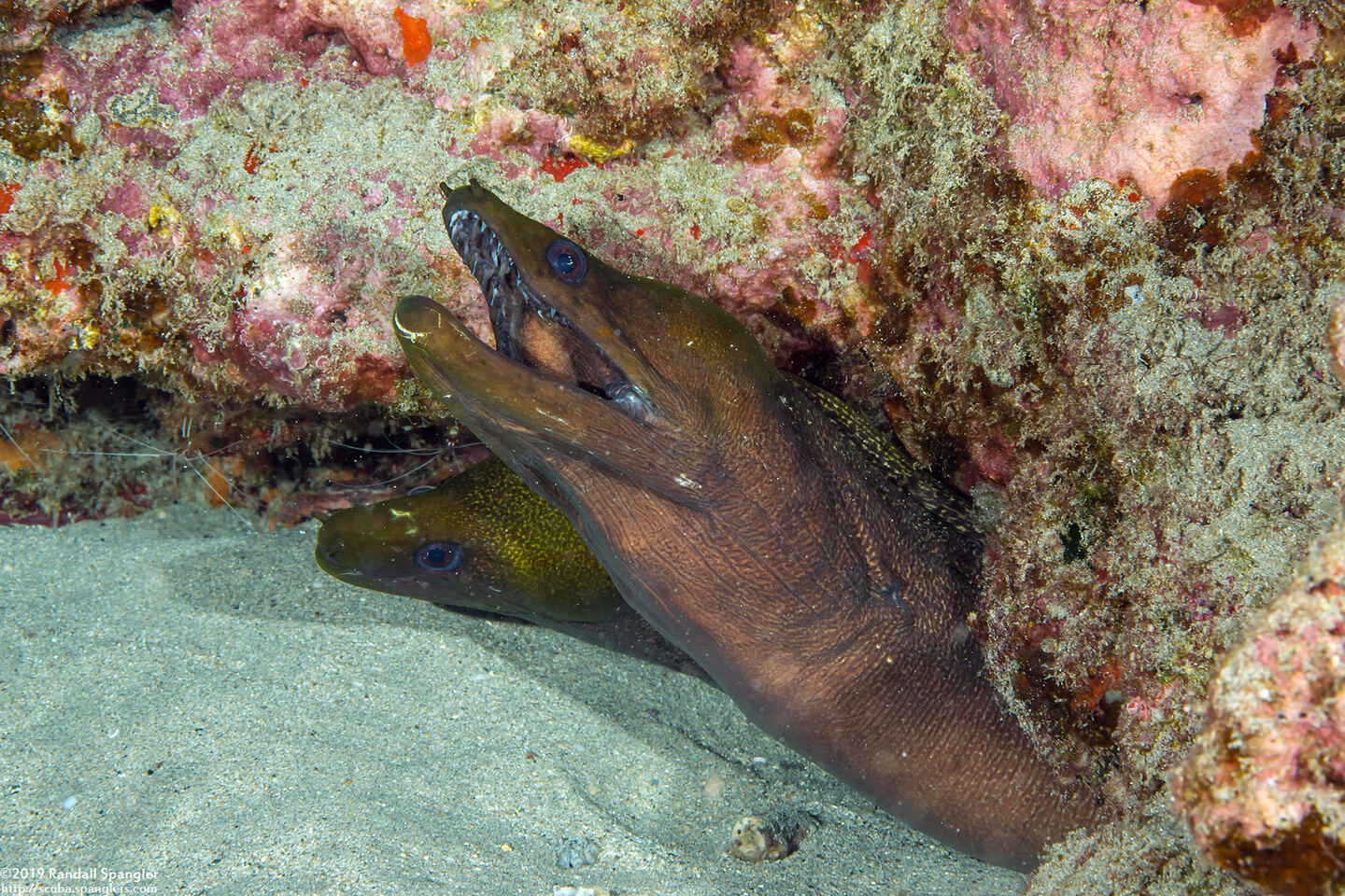 Gymnothorax undulatus (Undulated Moray)