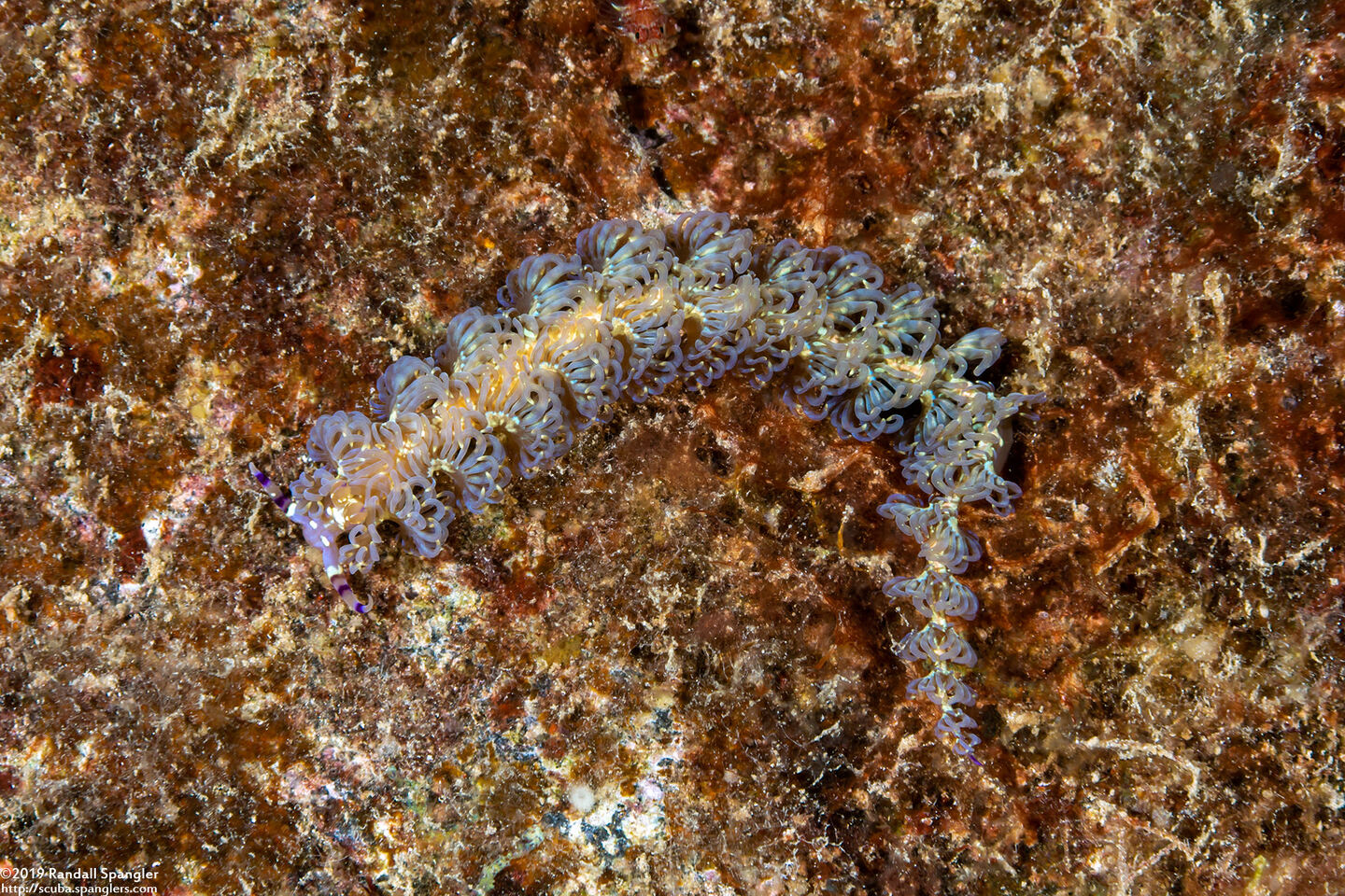 Pteraeolidia semperi (Blue Dragon Nudibranch)