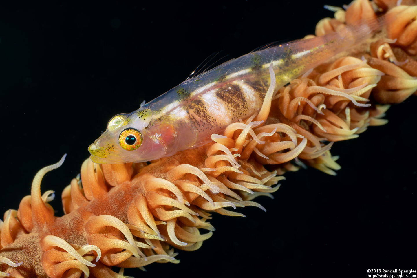 Bryaninops yongei (Wire Coral Goby)