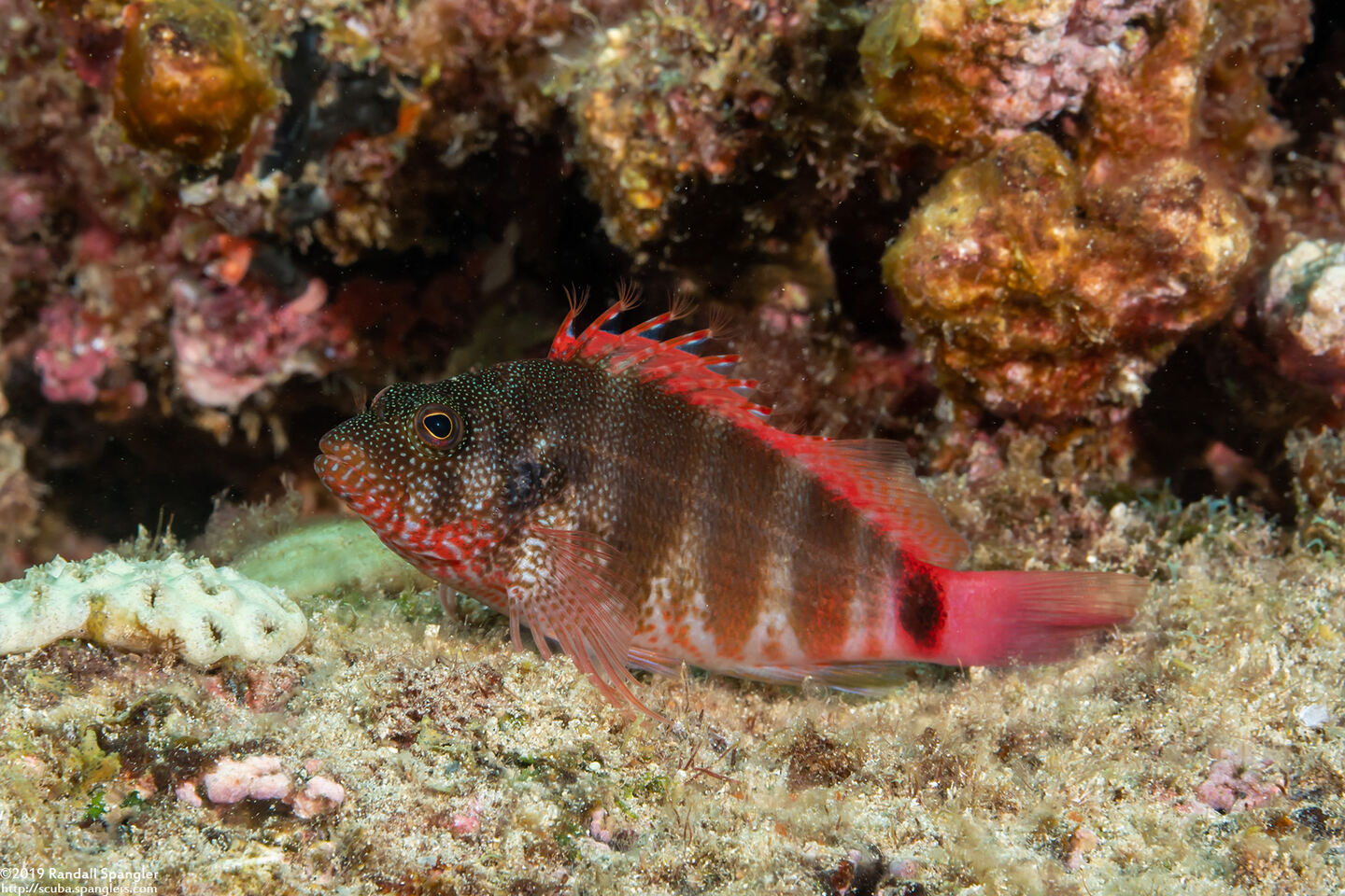 Cirrhitops fasciatus (Redbarred Hawkfish)