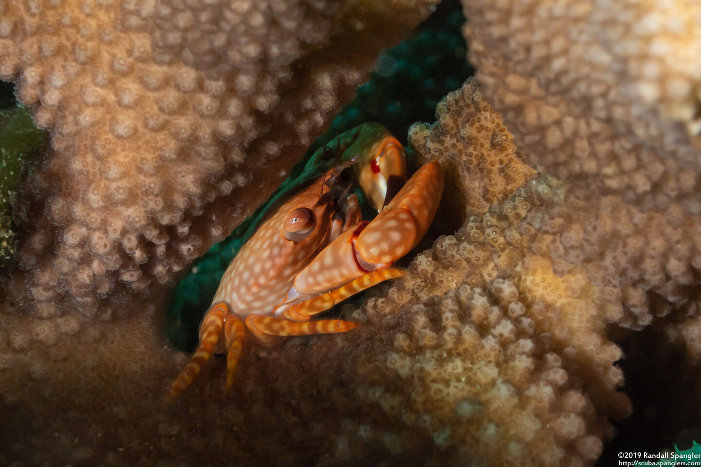 Trapezia flavopunctata (Yellow-Spotted Guard Crab)