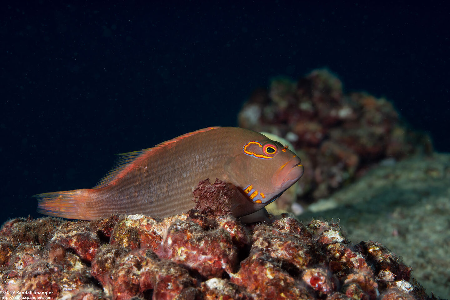 Paracirrhites arcatus (Arc-Eye Hawkfish)