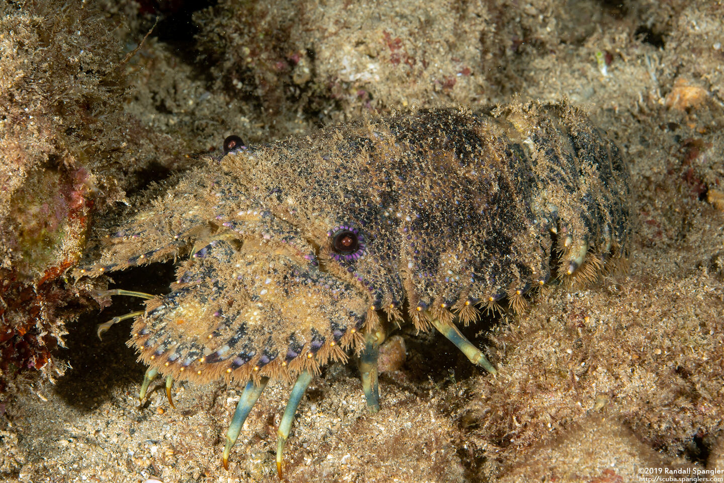Parribacus antarcticus (Sculptured Slipper Lobster)