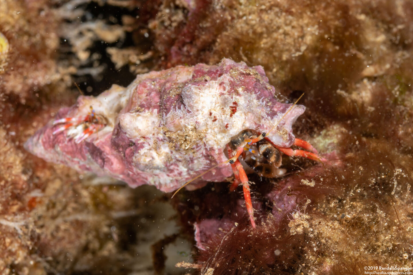 Calcinus laurentae (Laurent's Hermit Crab)