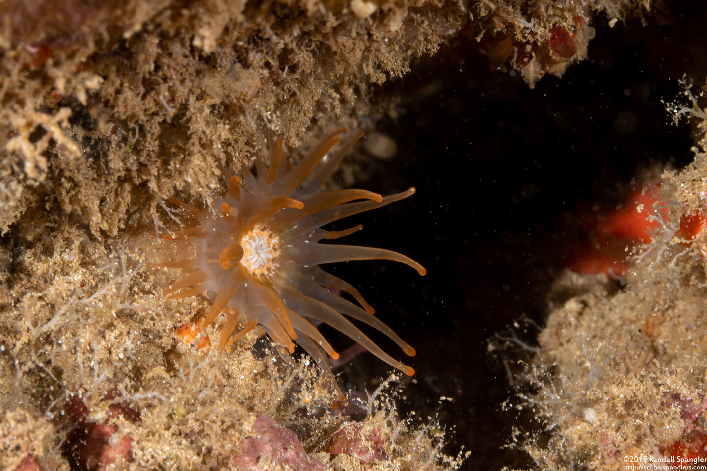 Telmatactis decora (Pleasing Anemone)