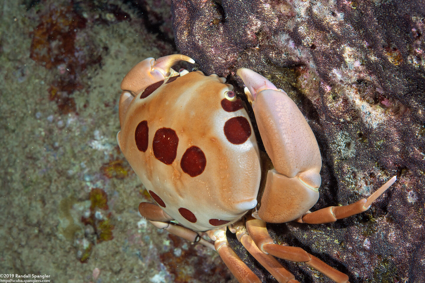 Carpilius maculatus (Seven-Eleven Crab)