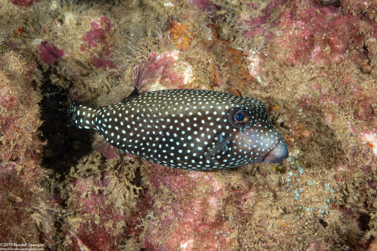 Ostracion meleagris (Spotted Boxfish)