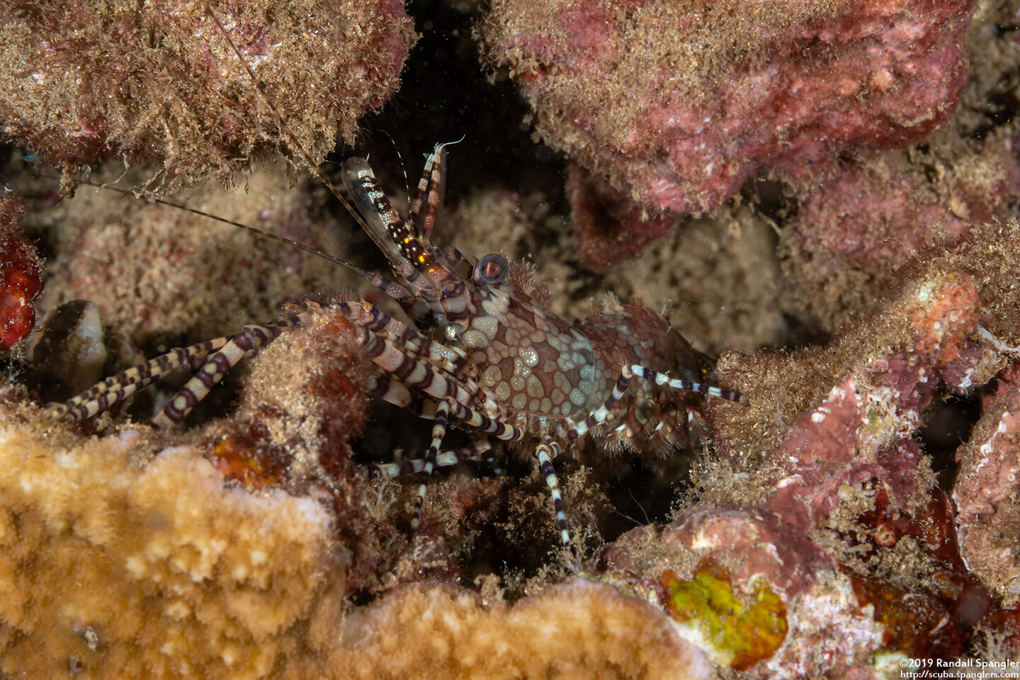 Saron marmoratus (Common Marbled Shrimp)