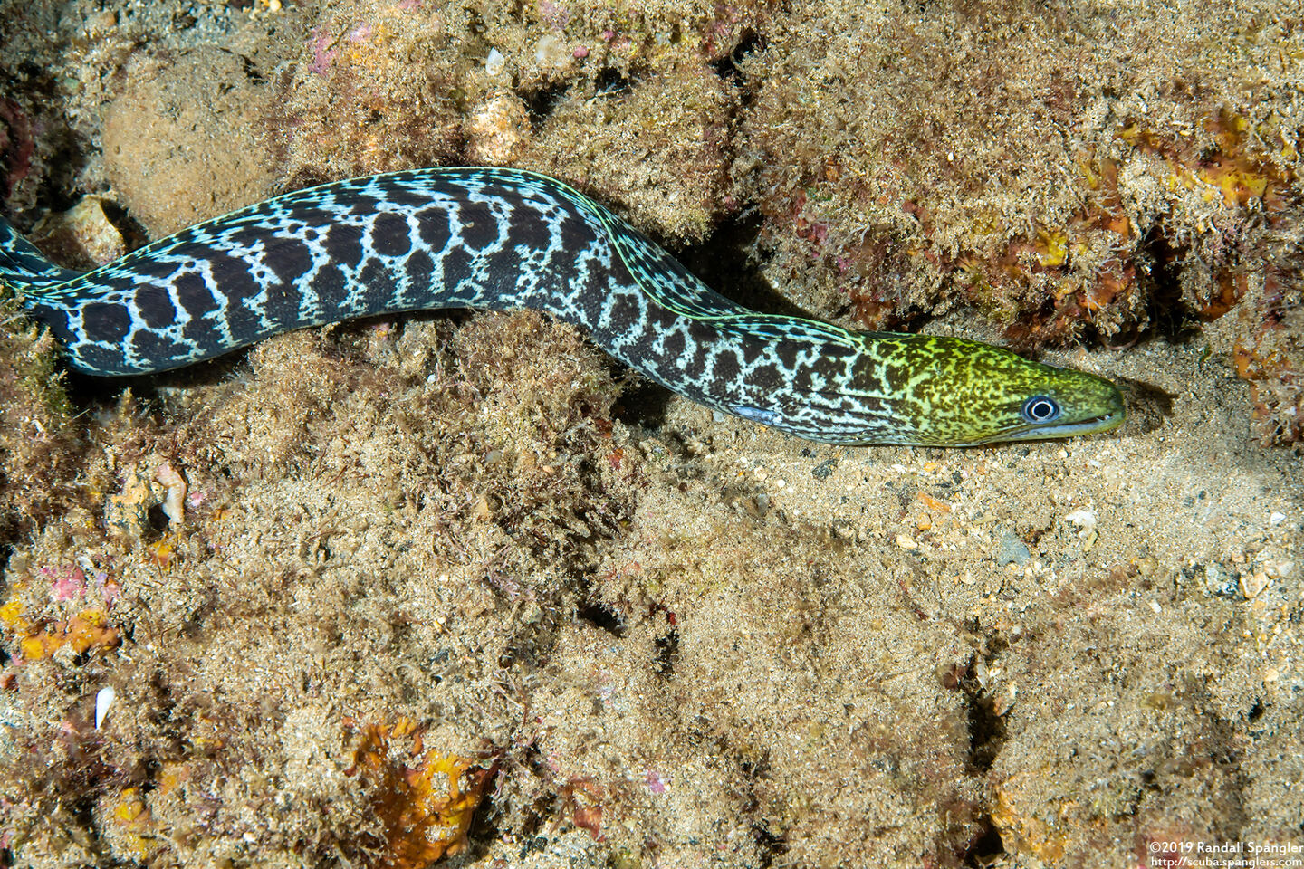 Gymnothorax undulatus (Undulated Moray)