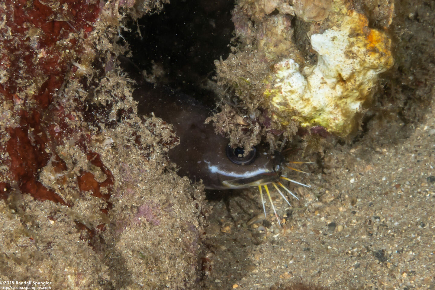 Brotula multibarbata (Large-Eye Brotula)